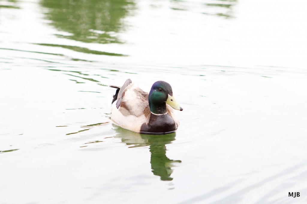 ducks at the Capitol