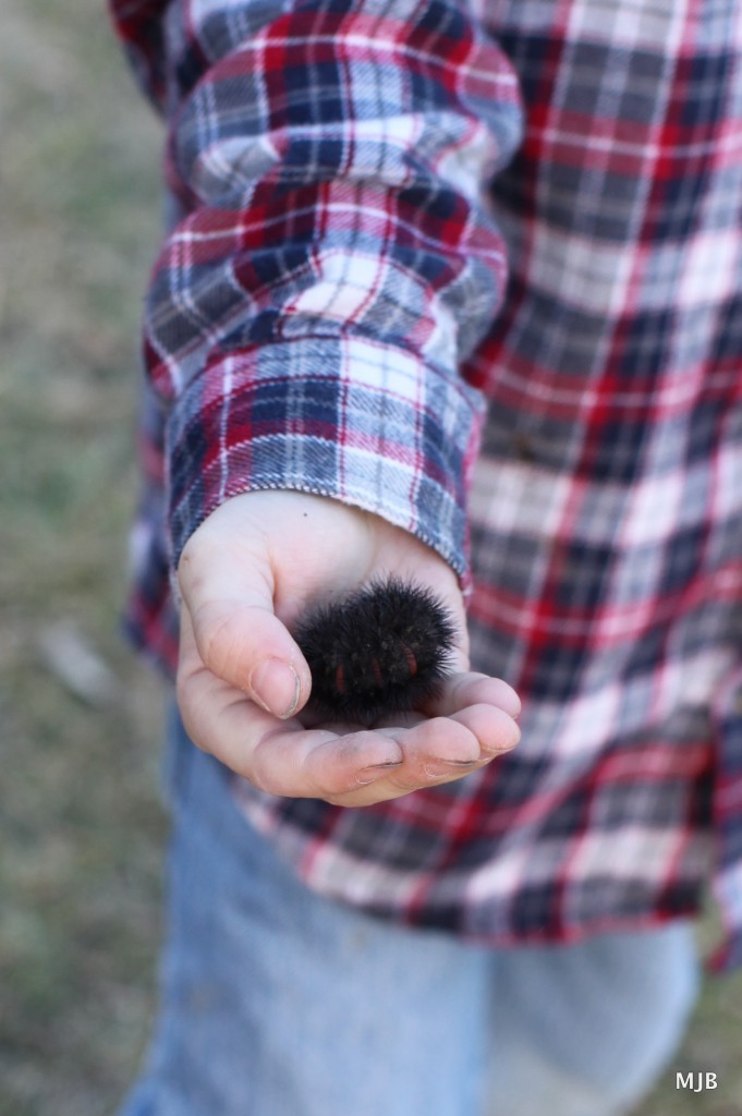 wooly bear caterpillar