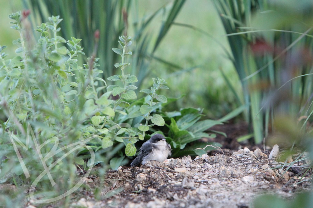 baby tree swallow