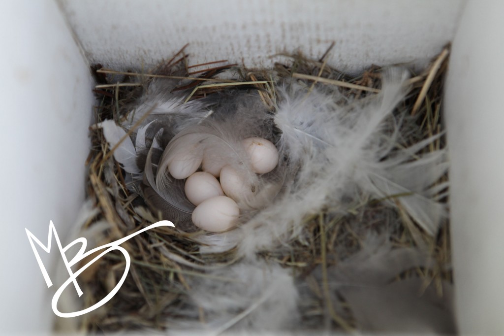 tree swallow nest