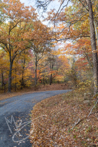 Green Ridge State Forest Maryland (3 of 36)