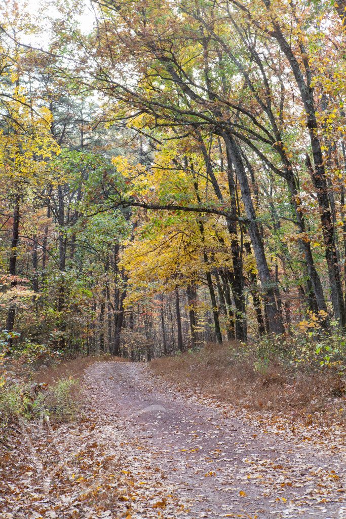 Green Ridge State Forest Maryland (6 of 36)