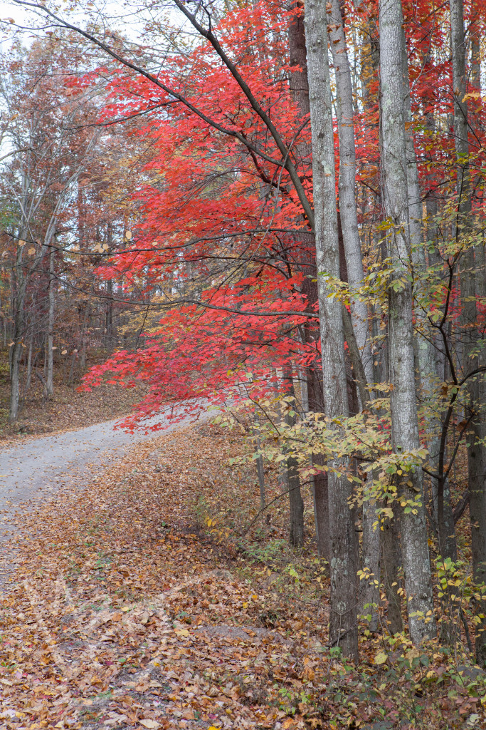 Green Ridge State Forest Maryland (7 of 36)