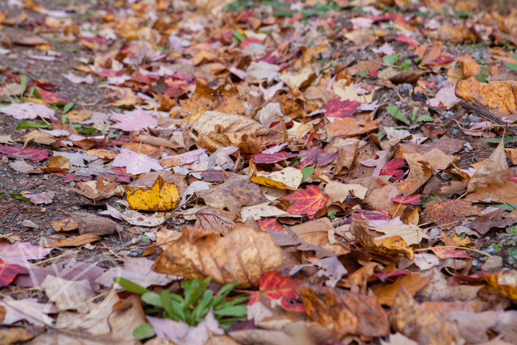 Green Ridge State Forest Maryland (8 of 36)