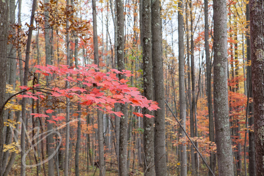 Green Ridge State Forest Maryland (9 of 36)