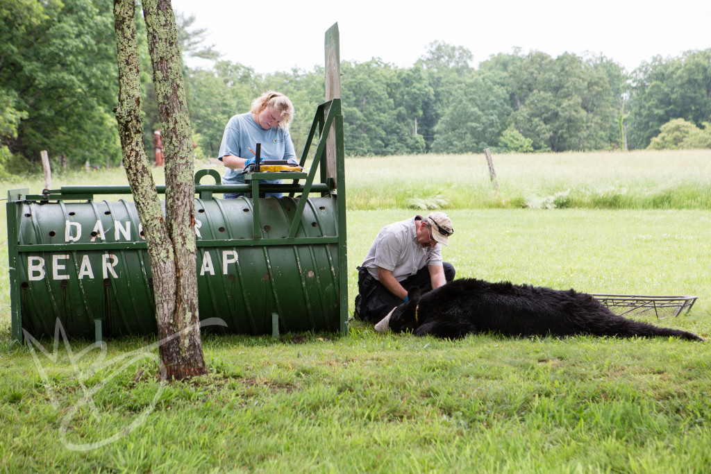 black bear (107 of 298)