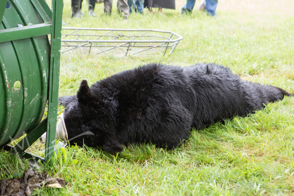 black bear (113 of 298)