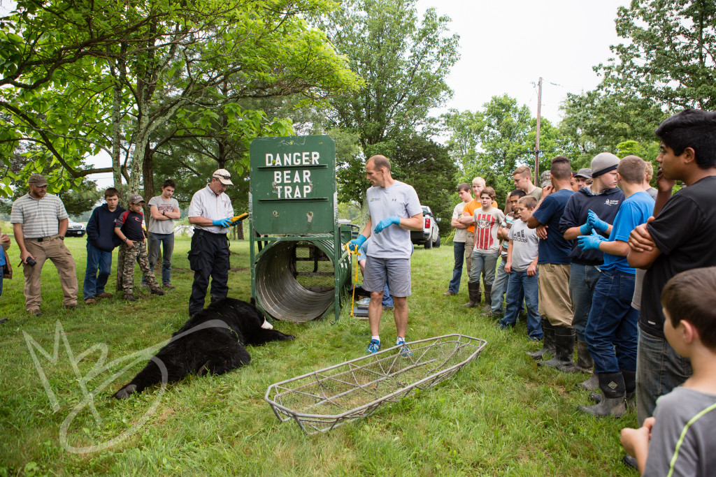 black bear (115 of 298)