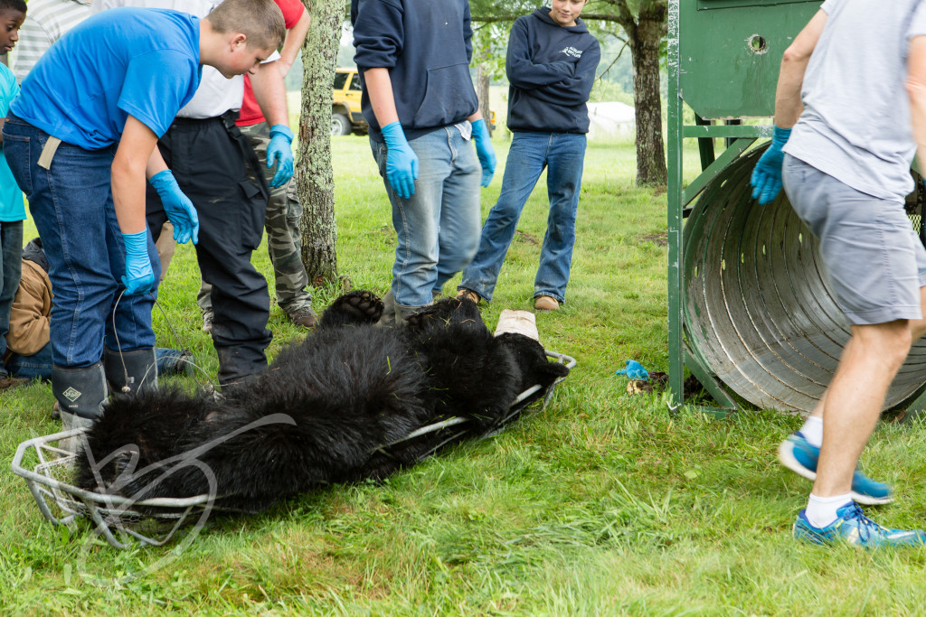 black bear (131 of 298)