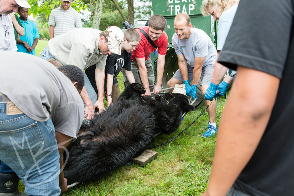 black bear (136 of 298)