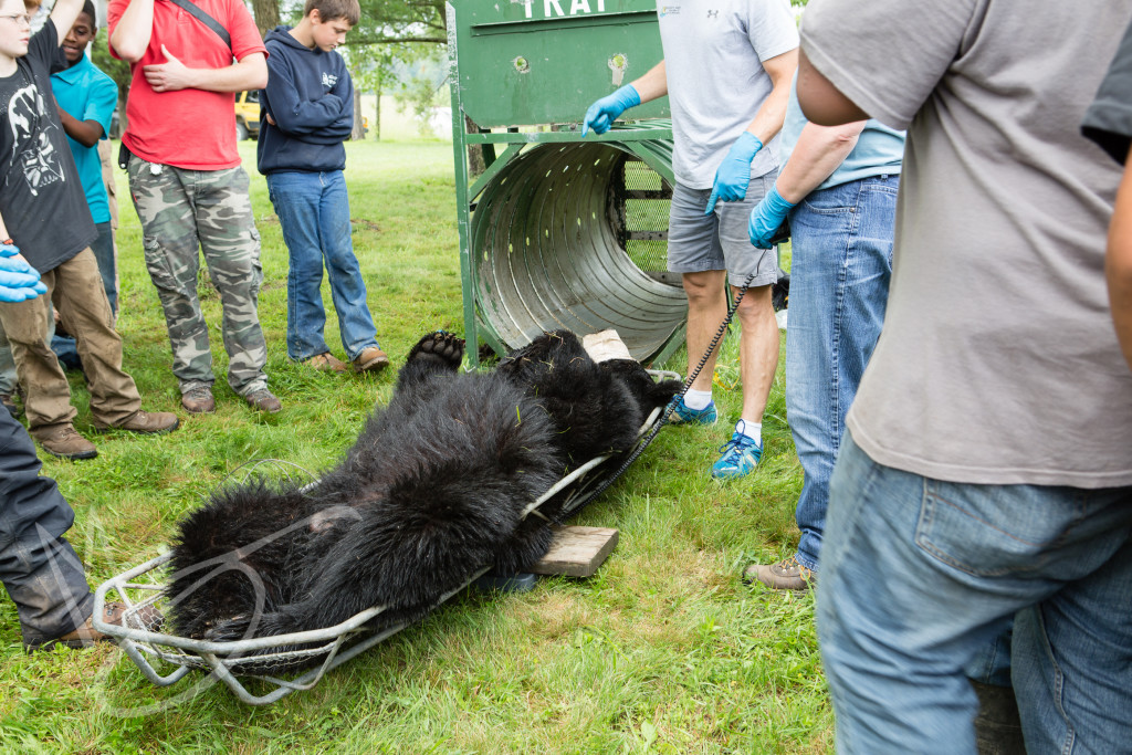 black bear (140 of 298)