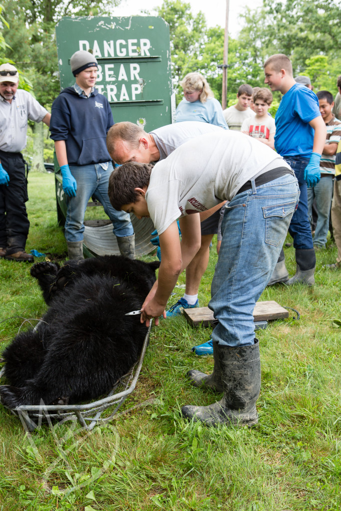 black bear (146 of 298)