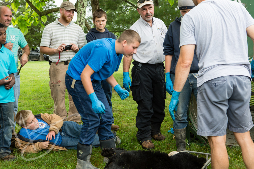 black bear (148 of 298)