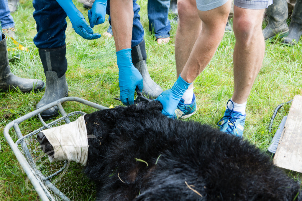 black bear (151 of 298)