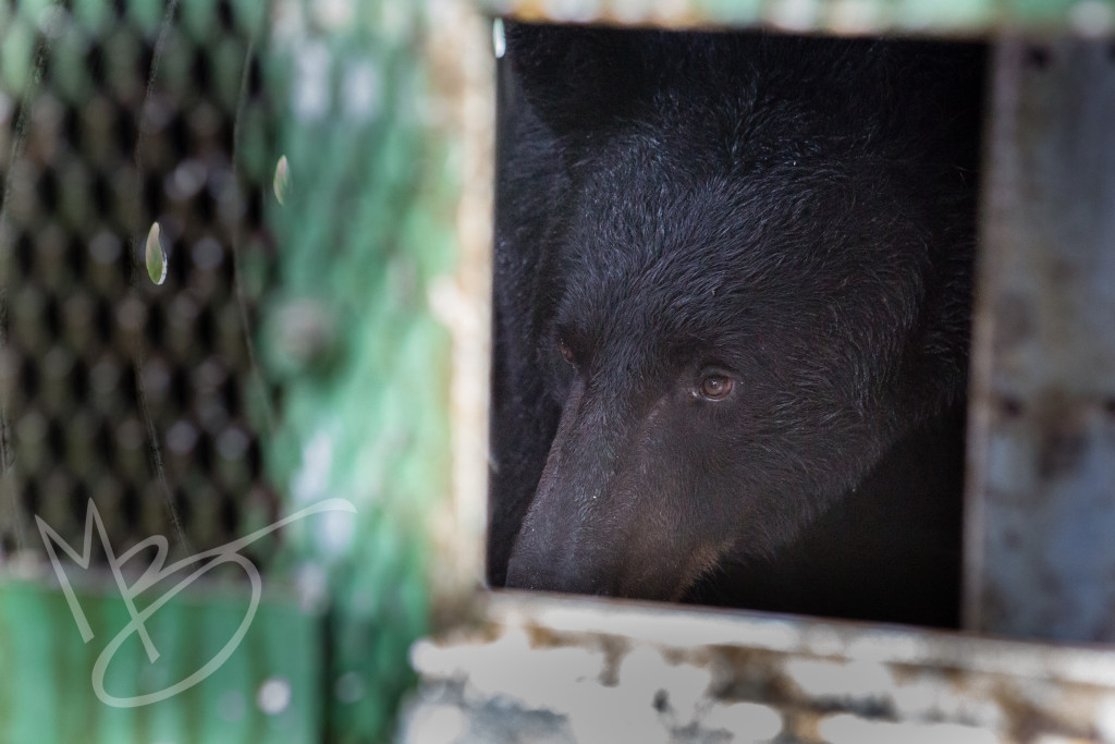 black bear (19 of 298)