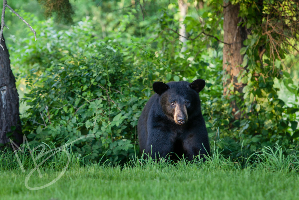 black bear 2 (1 of 1)