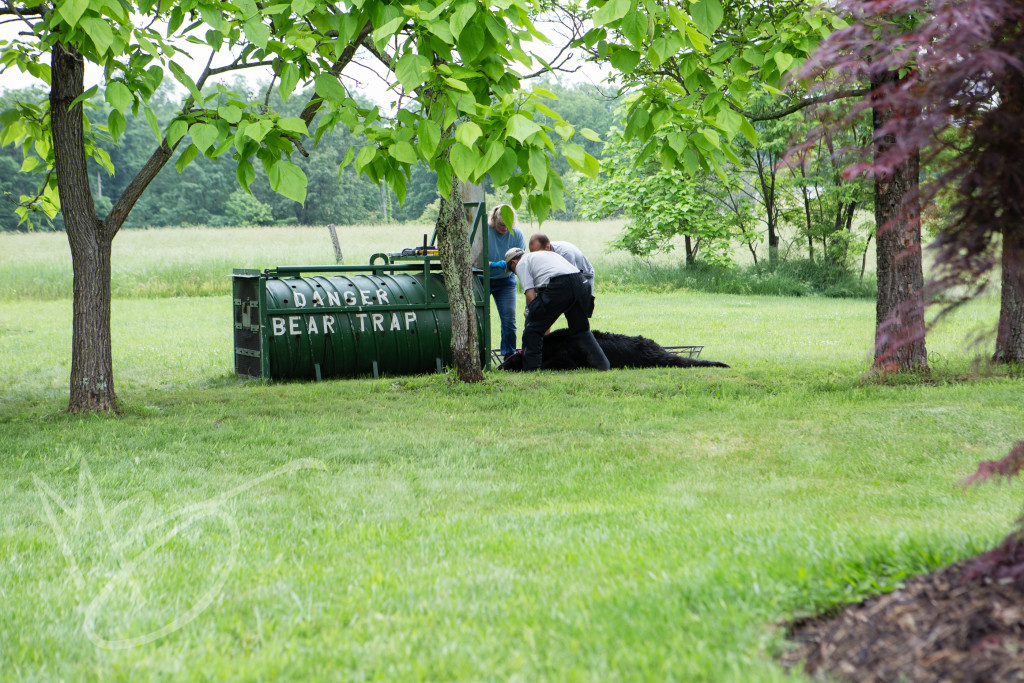 black bear (95 of 298)