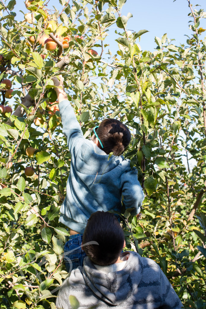 carters mountain orchard (10 of 1)