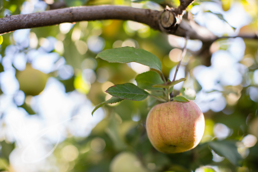 carters mountain orchard (5 of 1)