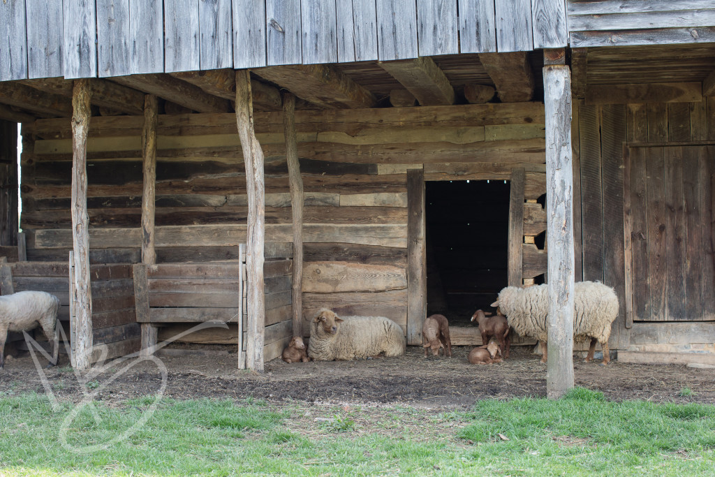 frontier culture museum (9 of 15)