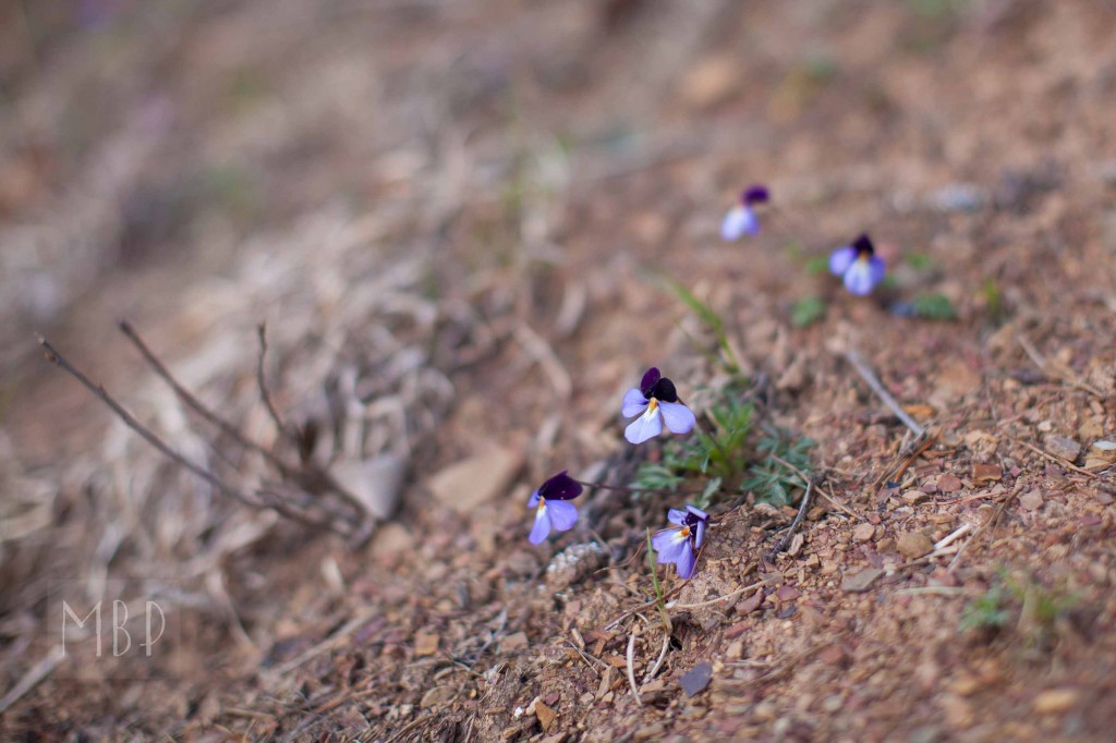 Spring Returns